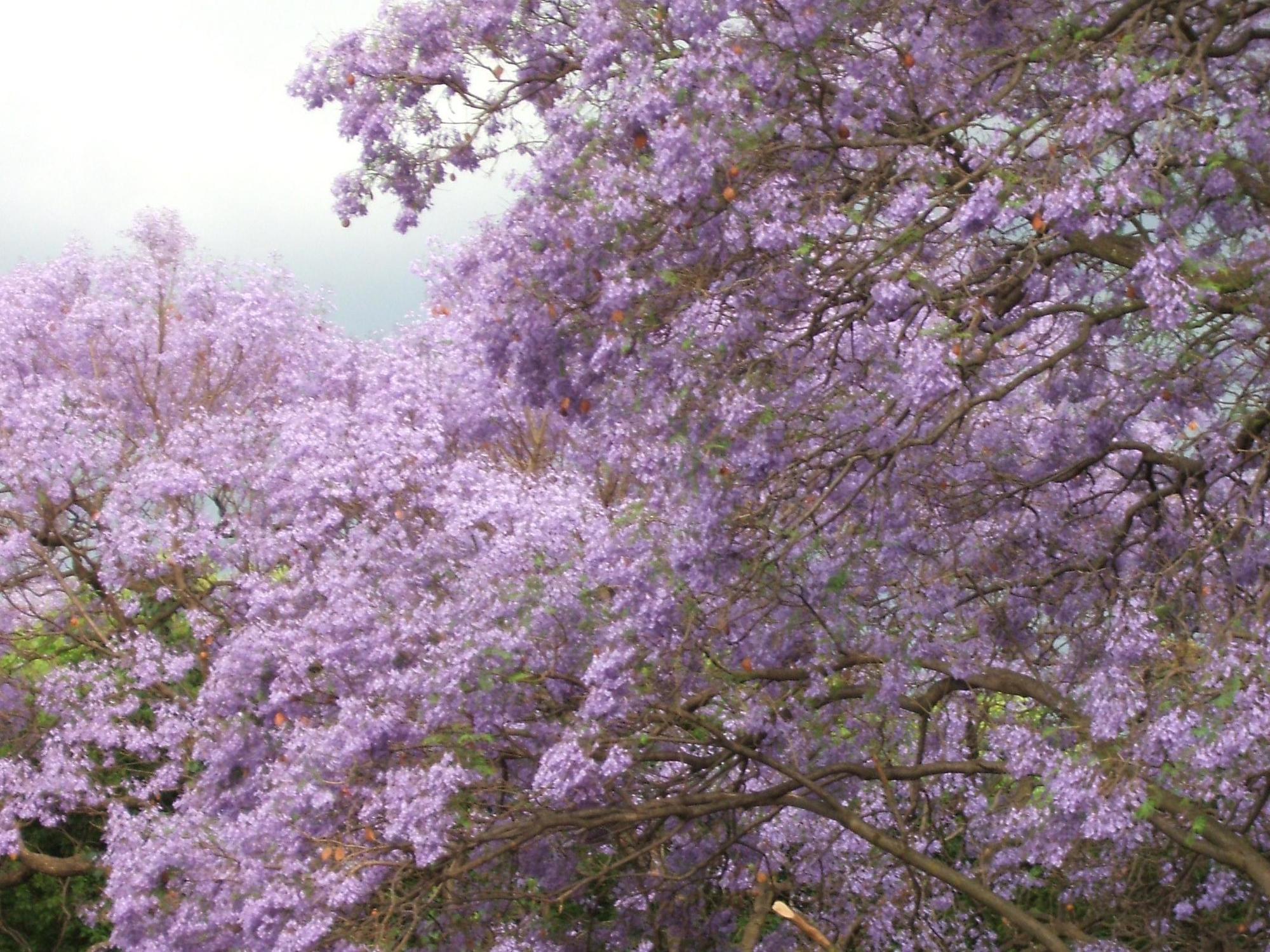 Cherry Tree Cottage B&B Linden Γιοχάνεσμπουργκ Εξωτερικό φωτογραφία